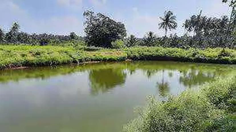 Construction of farms to aid sustainable coconut farming