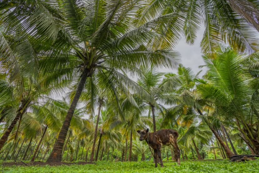 Smart Irrigation Techniques at Marico's Model Coconut Farm